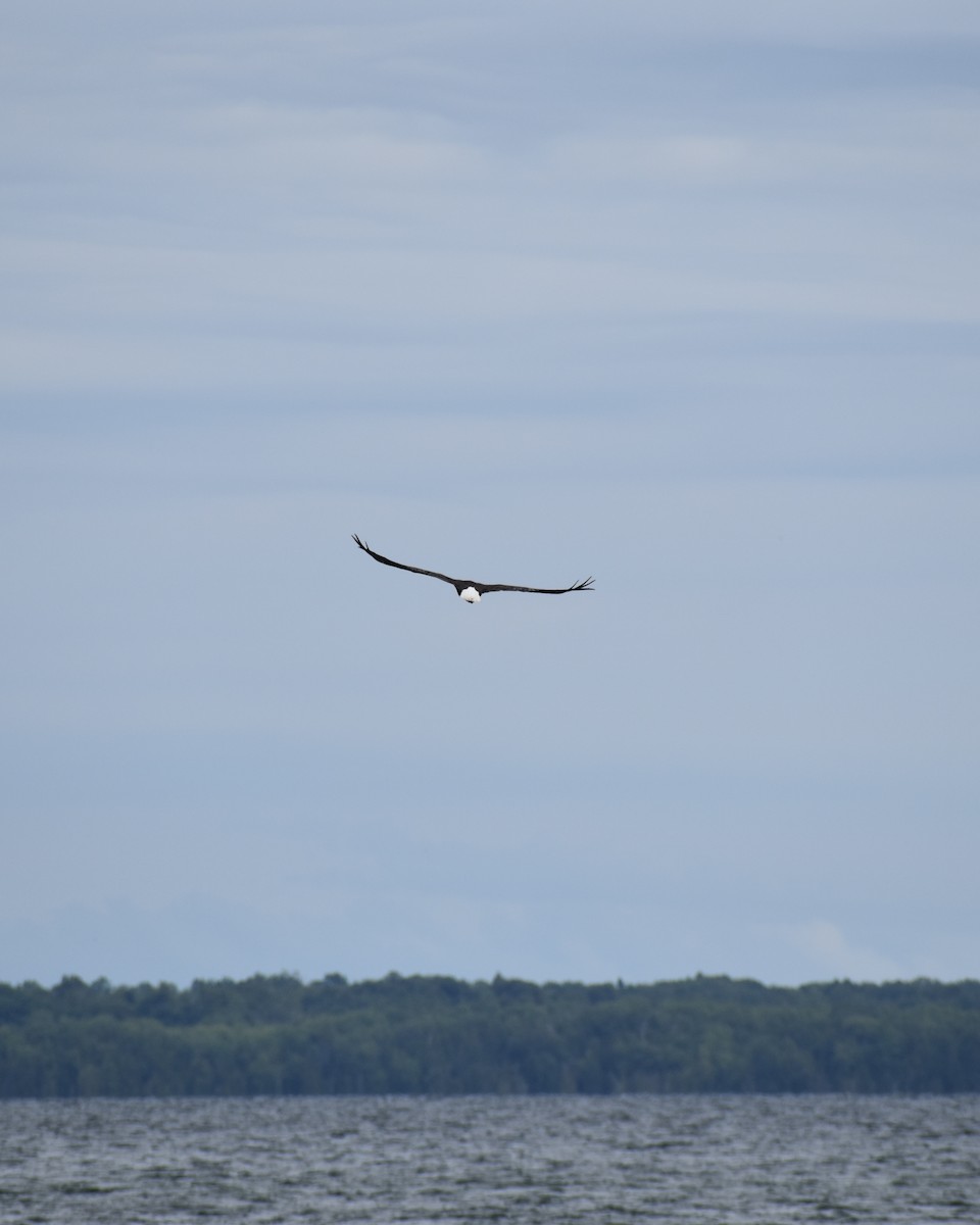 Bald Eagle - ML622047570