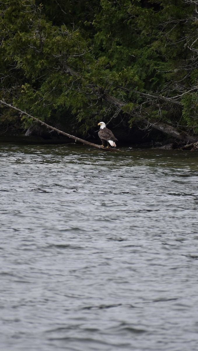 Bald Eagle - ML622047571