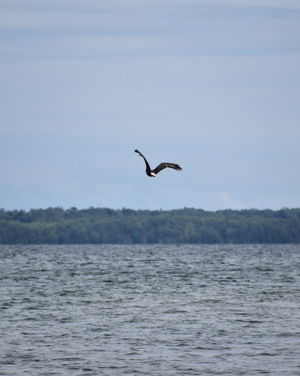 Bald Eagle - ML622047572