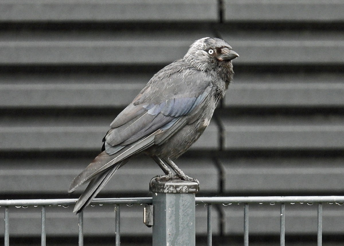 Eurasian Jackdaw - ML622047573