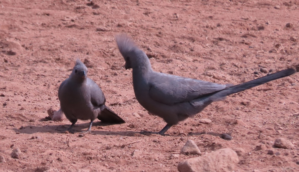 Gray Go-away-bird - Paul Smith