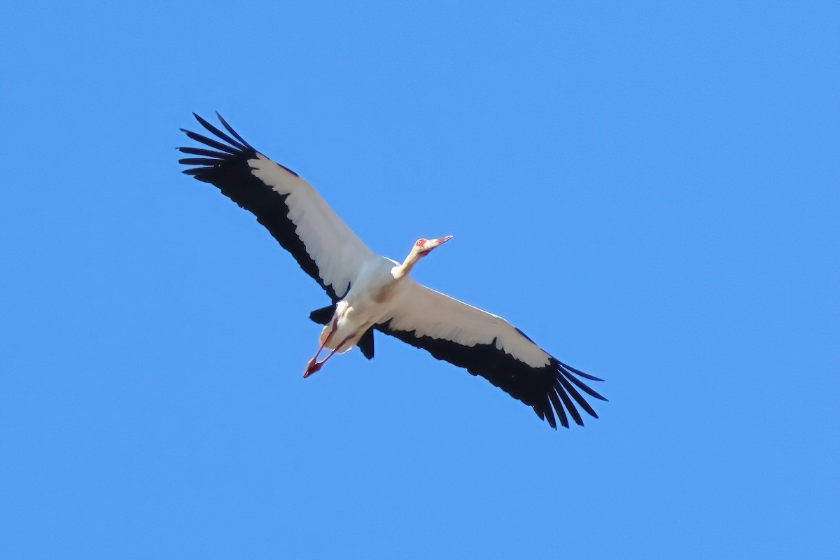 Maguari Stork - ML622047576