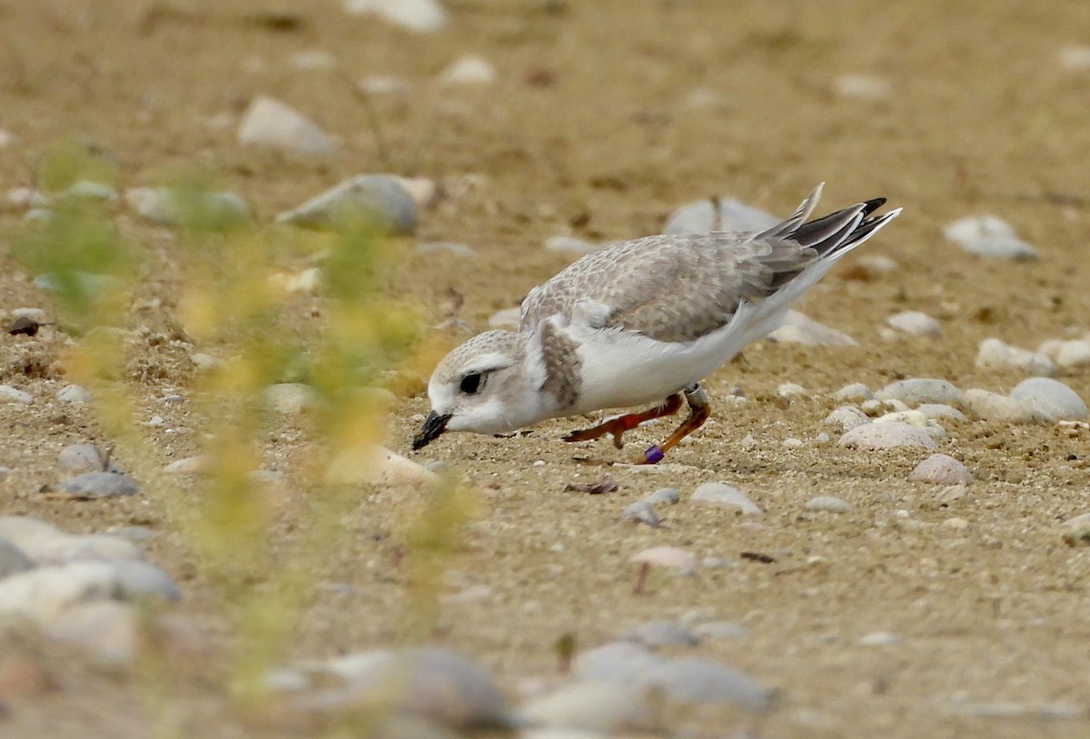 Piping Plover - ML622047577