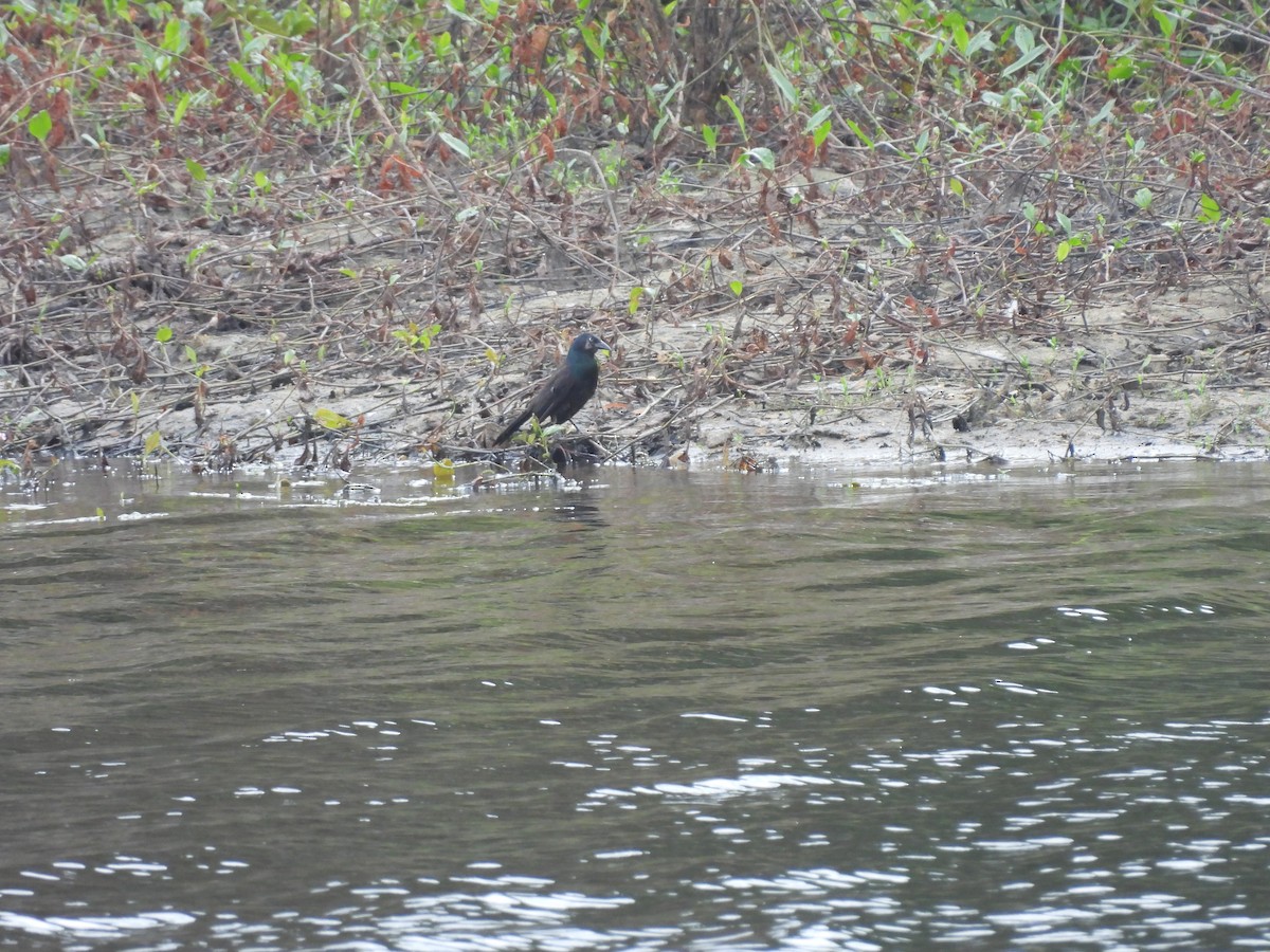 Common Grackle - ML622047580