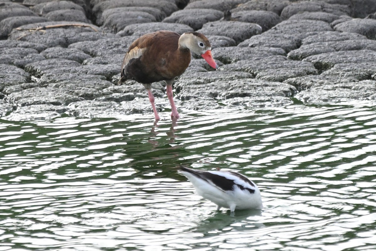 Black-bellied Whistling-Duck - ML622047581