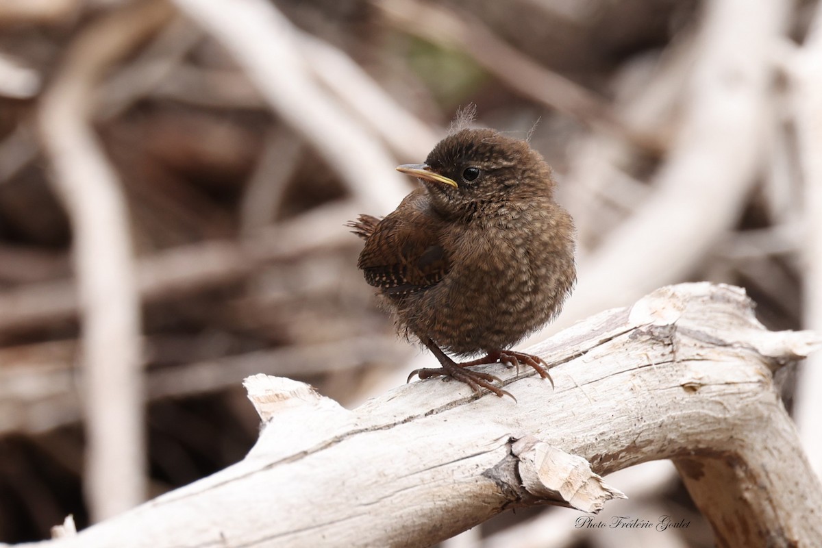 Winter Wren - ML622047582