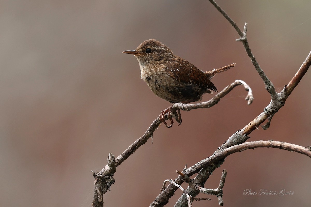 Winter Wren - ML622047583