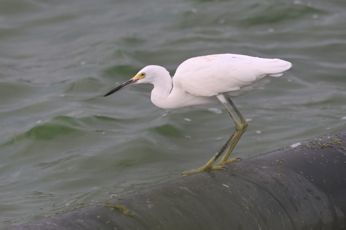 Snowy Egret - ML622047584