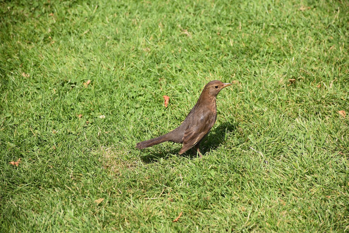 Eurasian Blackbird - ML622047586