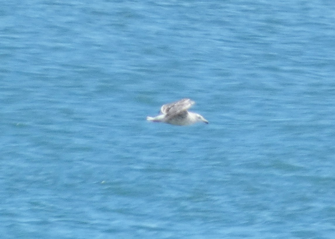 Western Gull - David Assmann