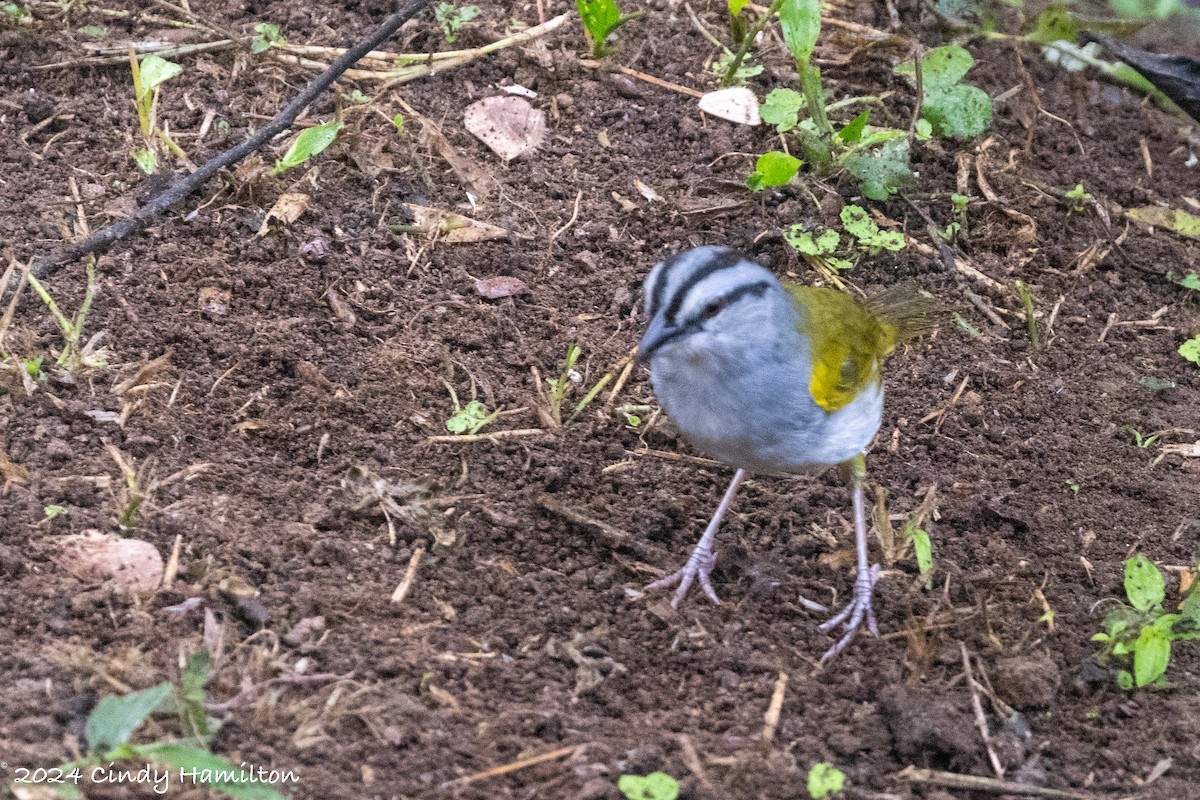 Black-striped Sparrow - ML622047589