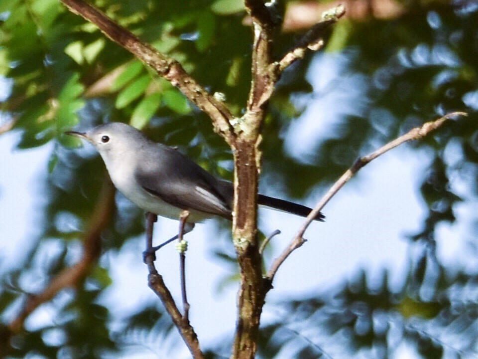 Blue-gray Gnatcatcher - ML622047590