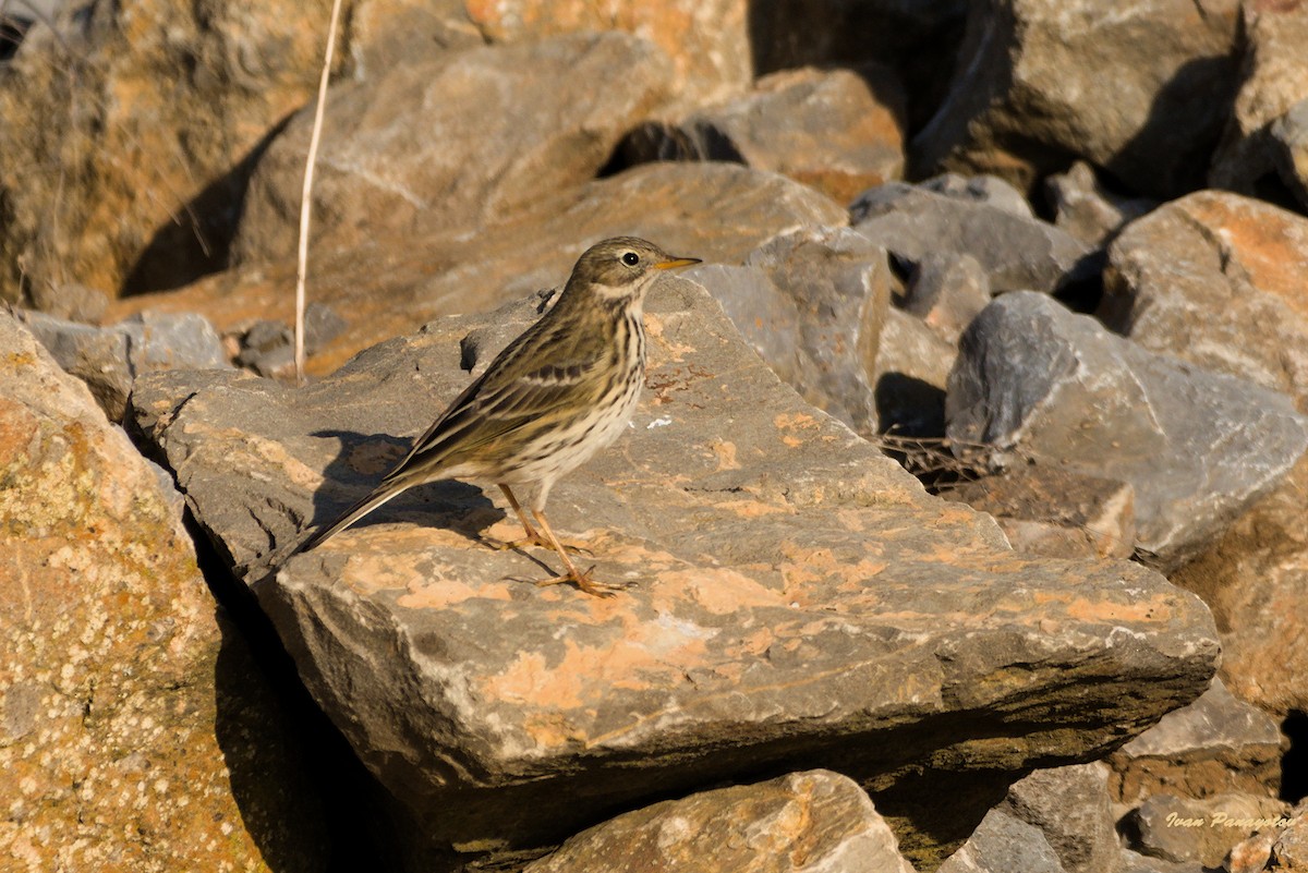 Meadow Pipit - ML622047591