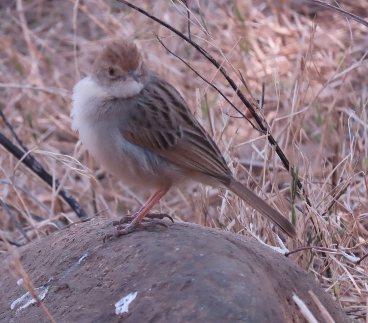 cisticola sp. - ML622047593