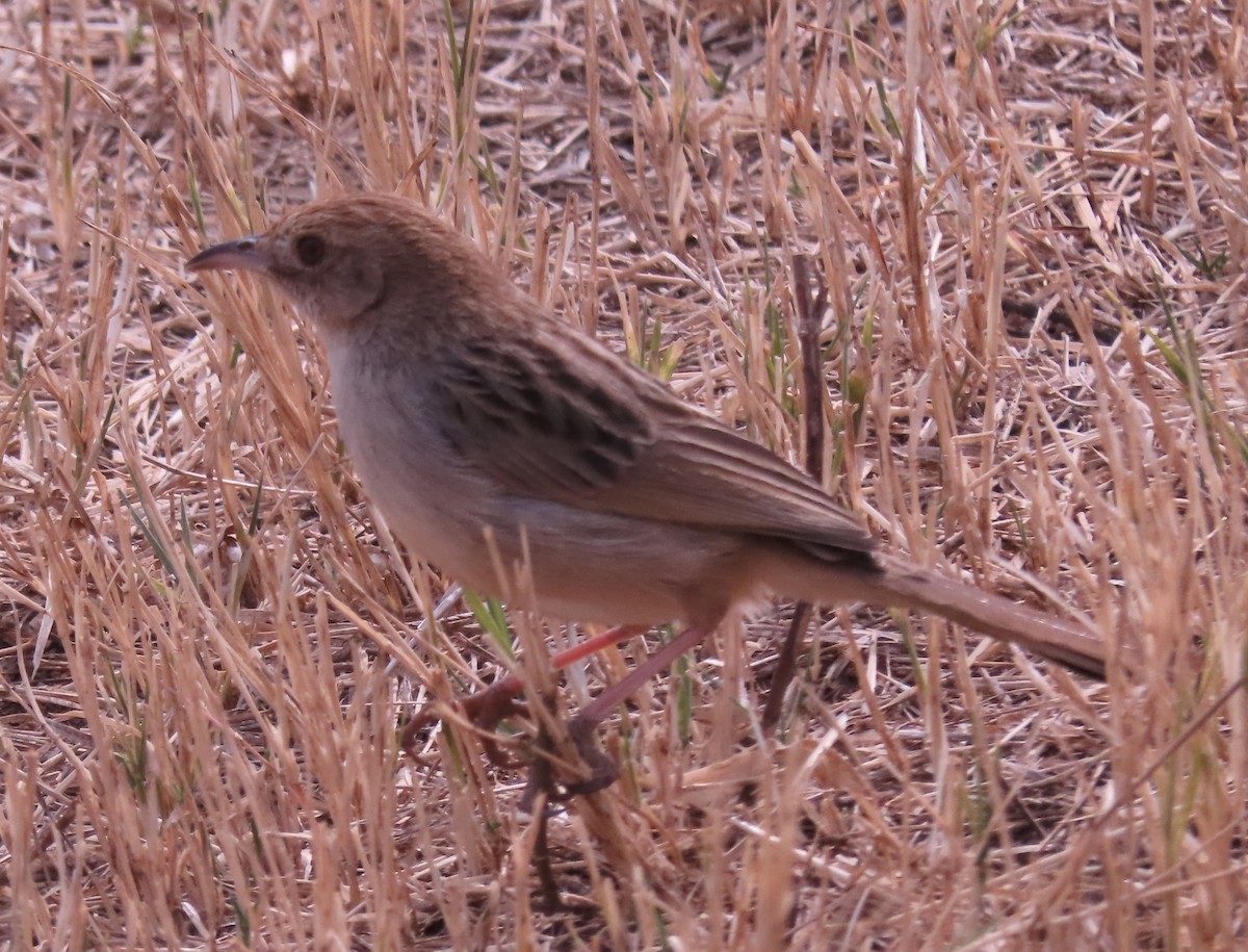 cisticola sp. - ML622047594