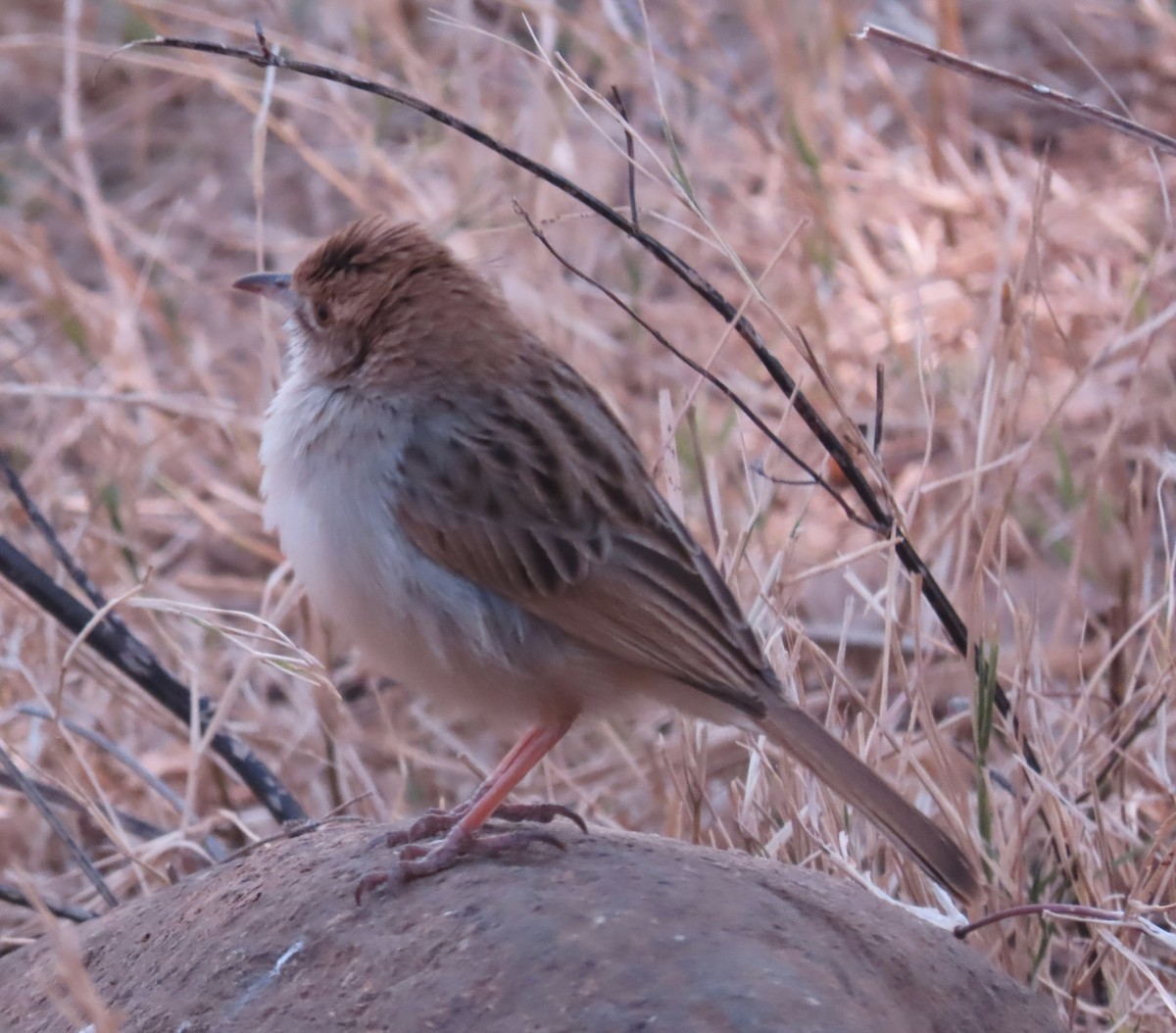 cisticola sp. - ML622047595