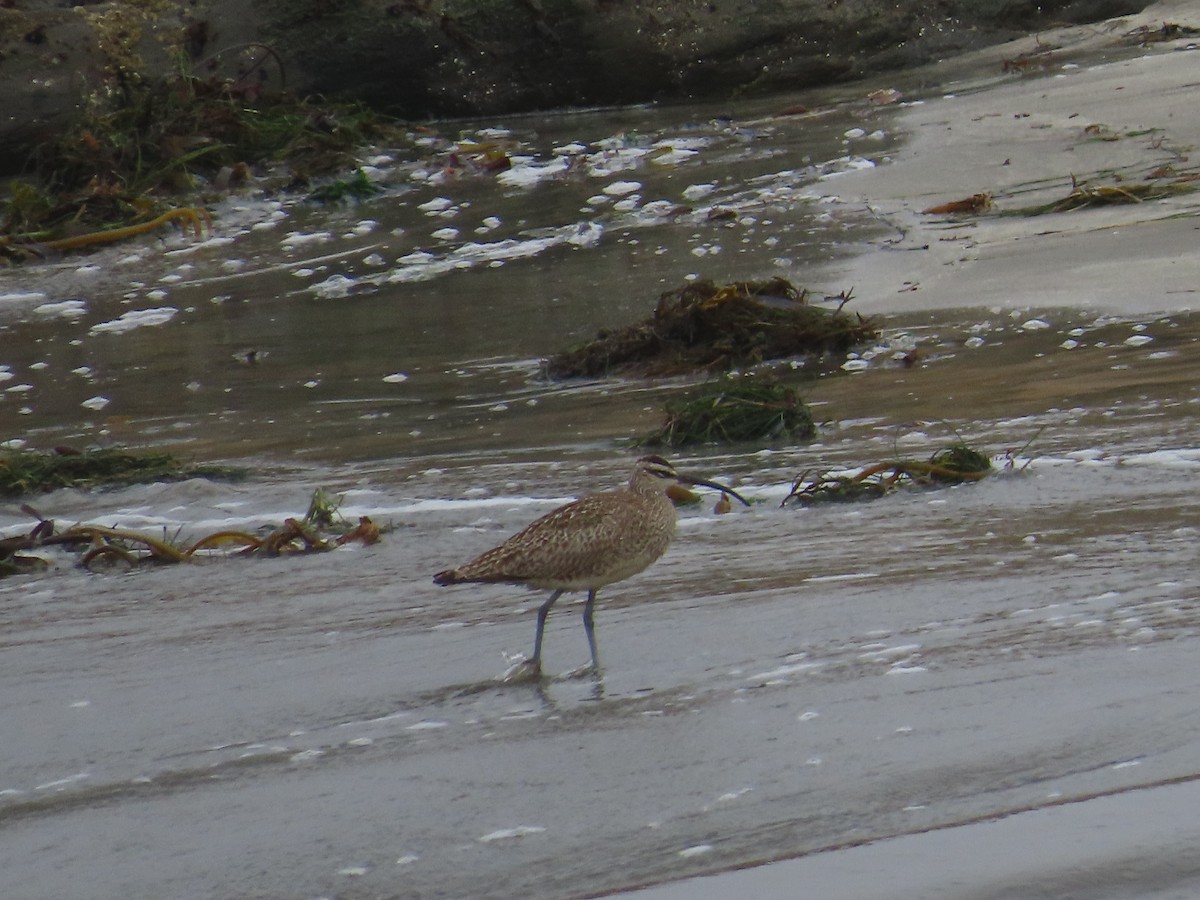 Whimbrel - ML622047597