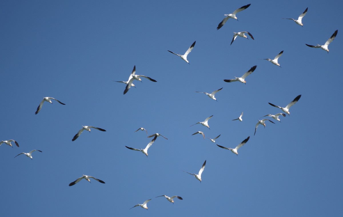 Avoceta Americana - ML622047599