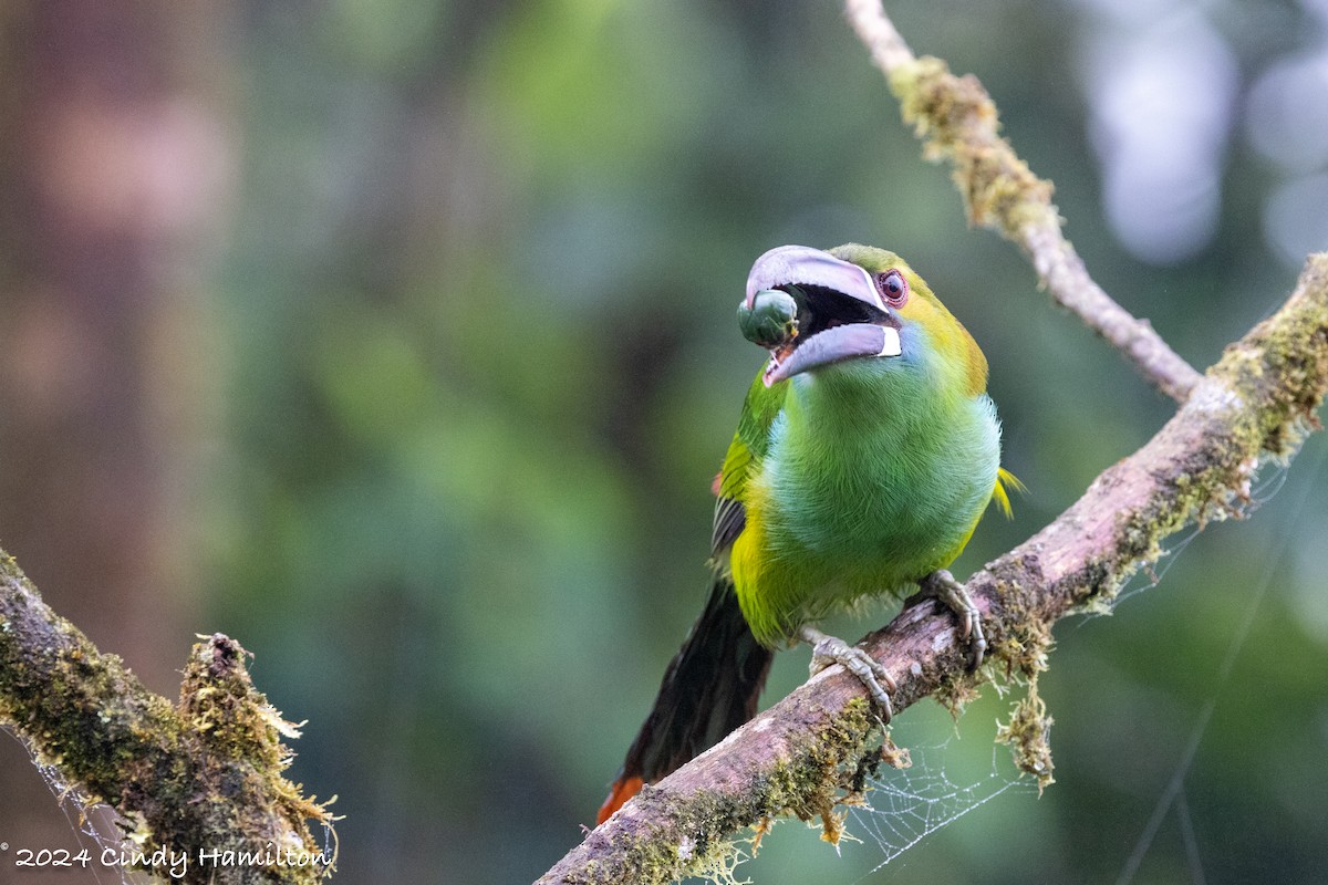 Crimson-rumped Toucanet - ML622047615