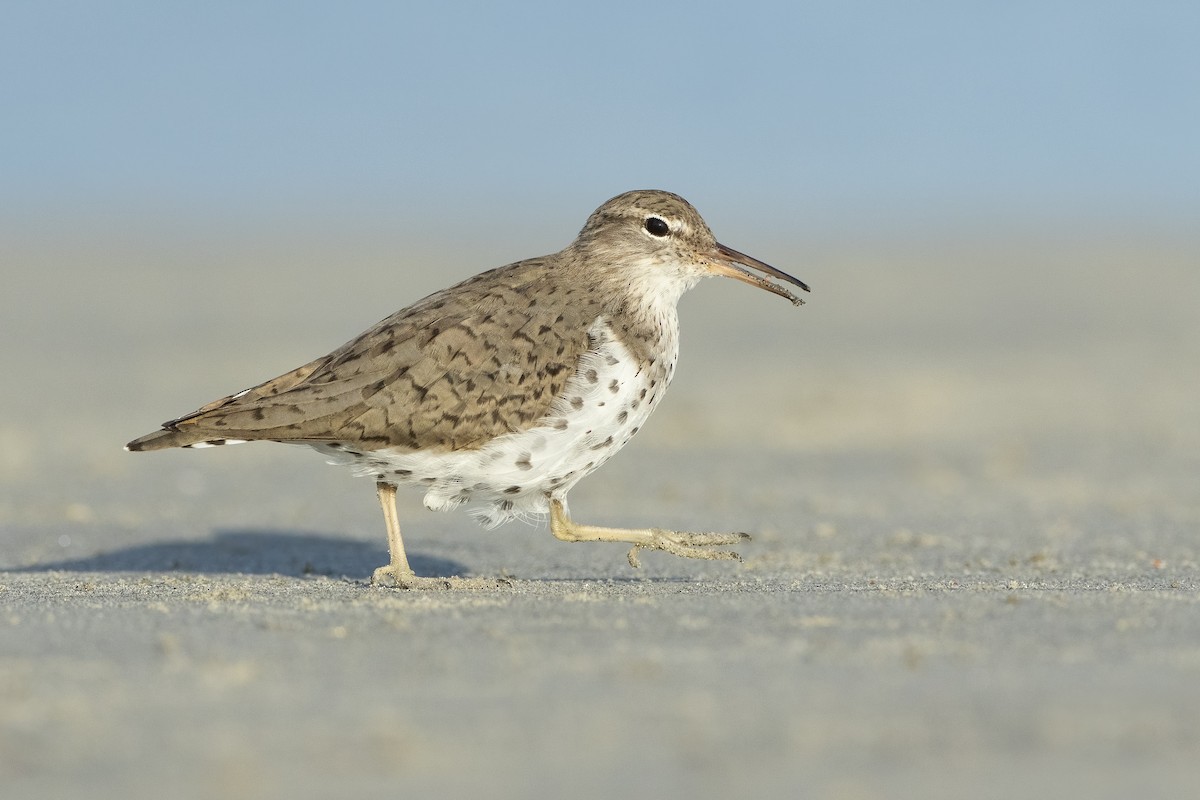 Spotted Sandpiper - ML622047633