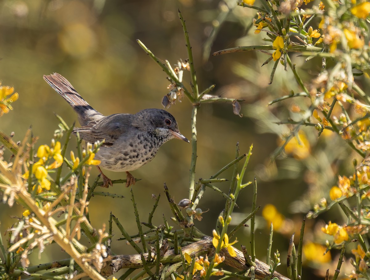 Cyprus Warbler - ML622047648