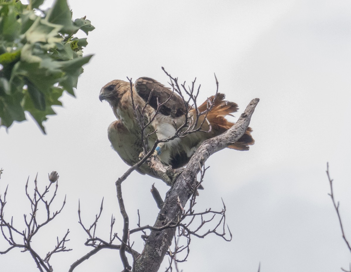 Red-tailed Hawk - ML622047656