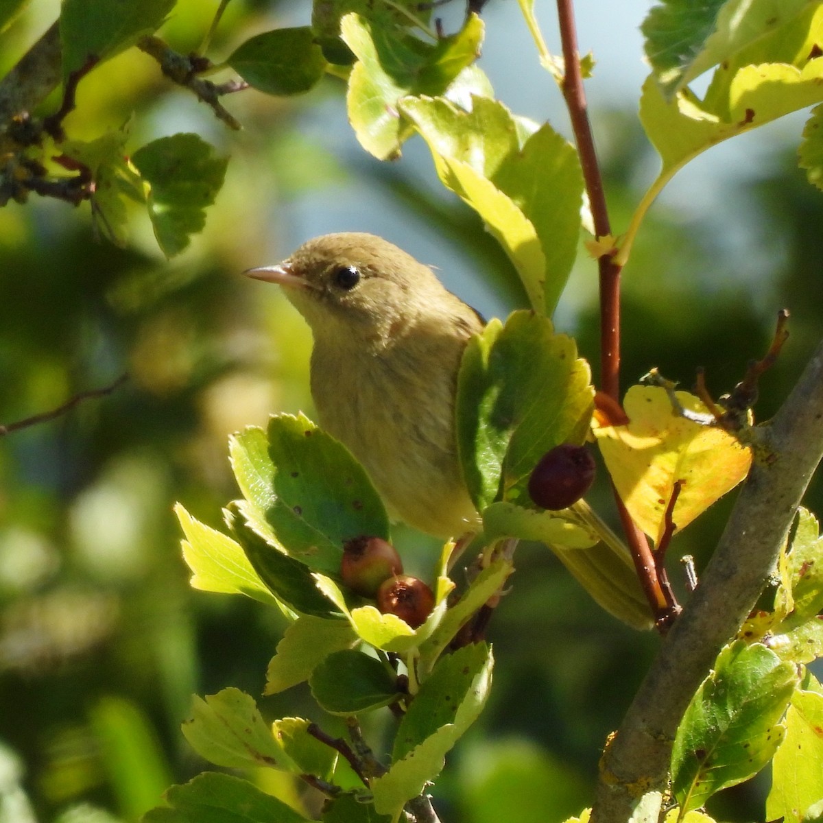 Common Yellowthroat - ML622047657