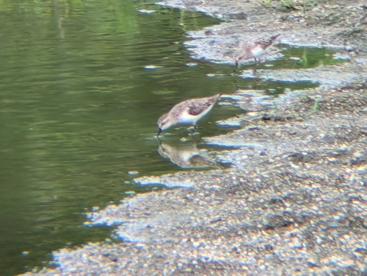 Semipalmated Sandpiper - ML622047658