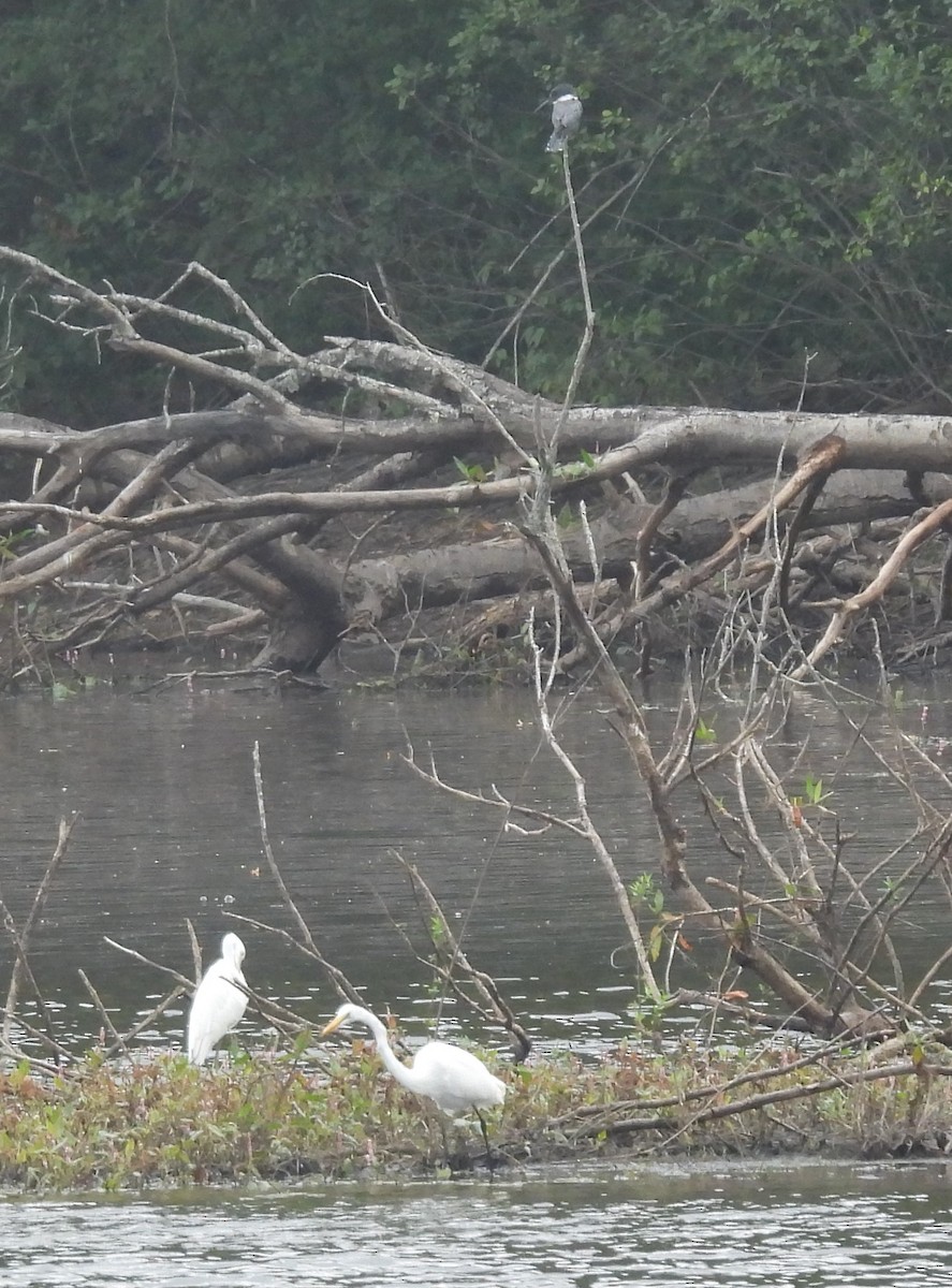 Belted Kingfisher - ML622047660