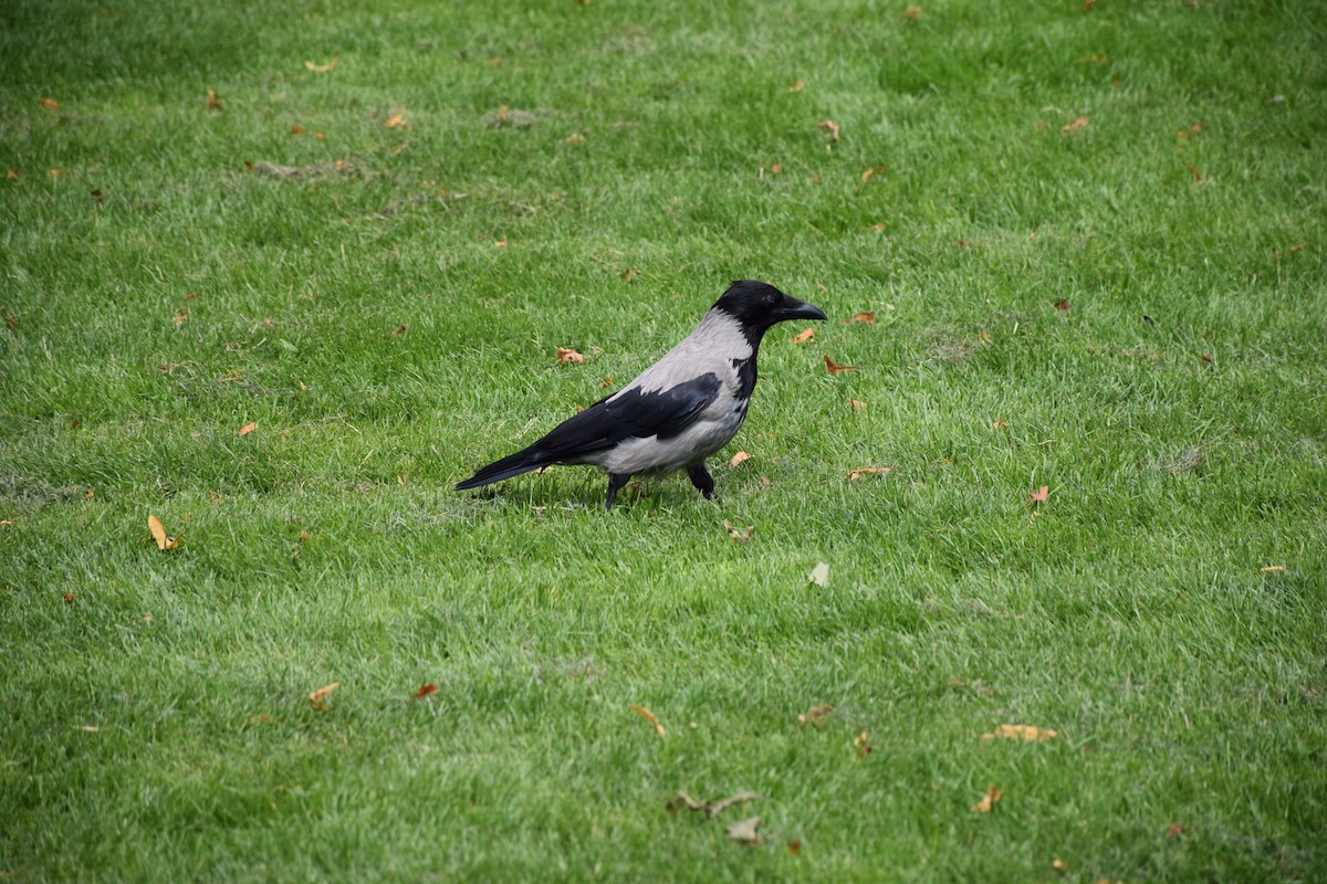 Hooded Crow - ML622047662