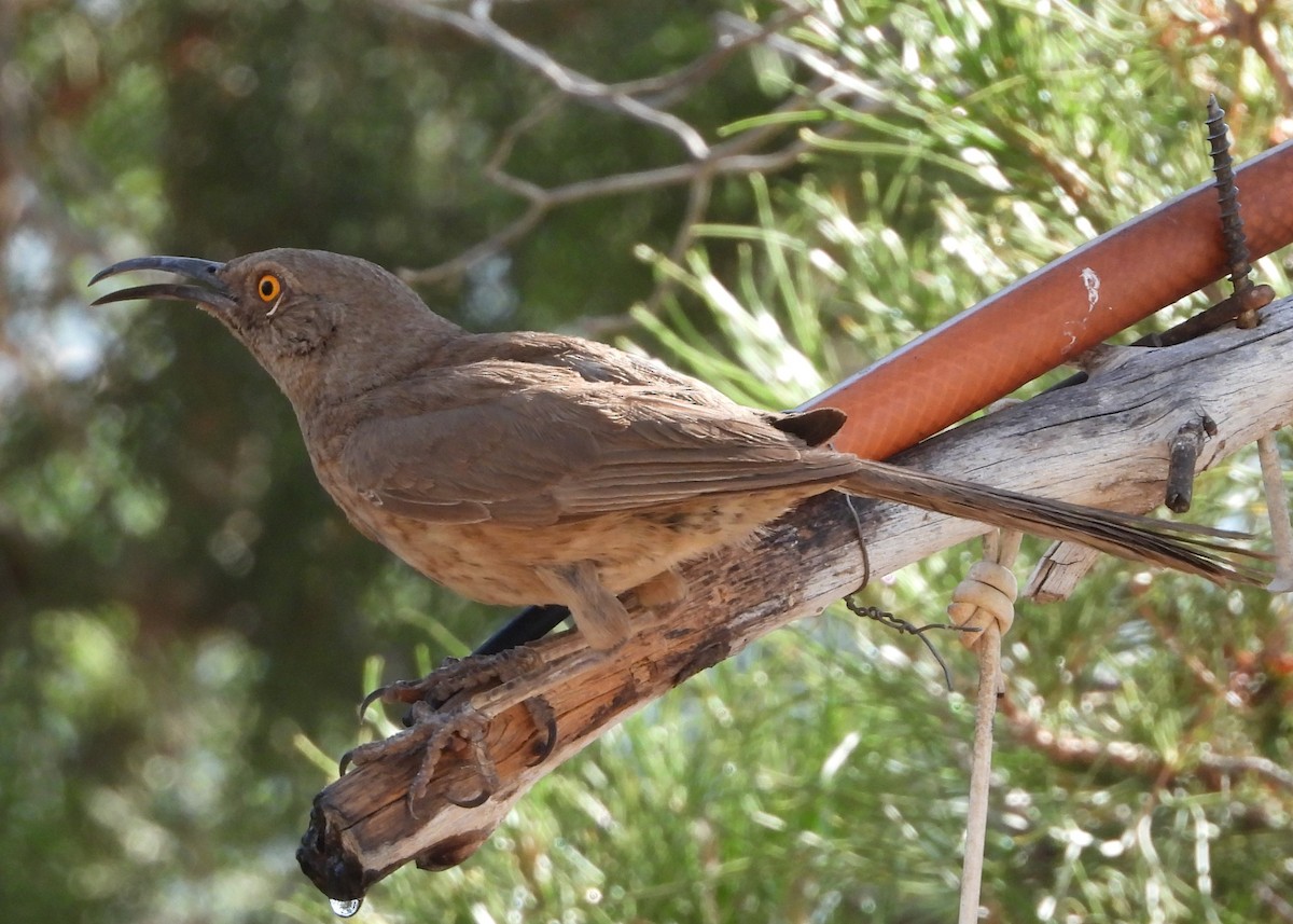 Curve-billed Thrasher - ML622047663