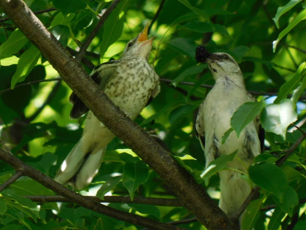 Northern Mockingbird - ML622047665