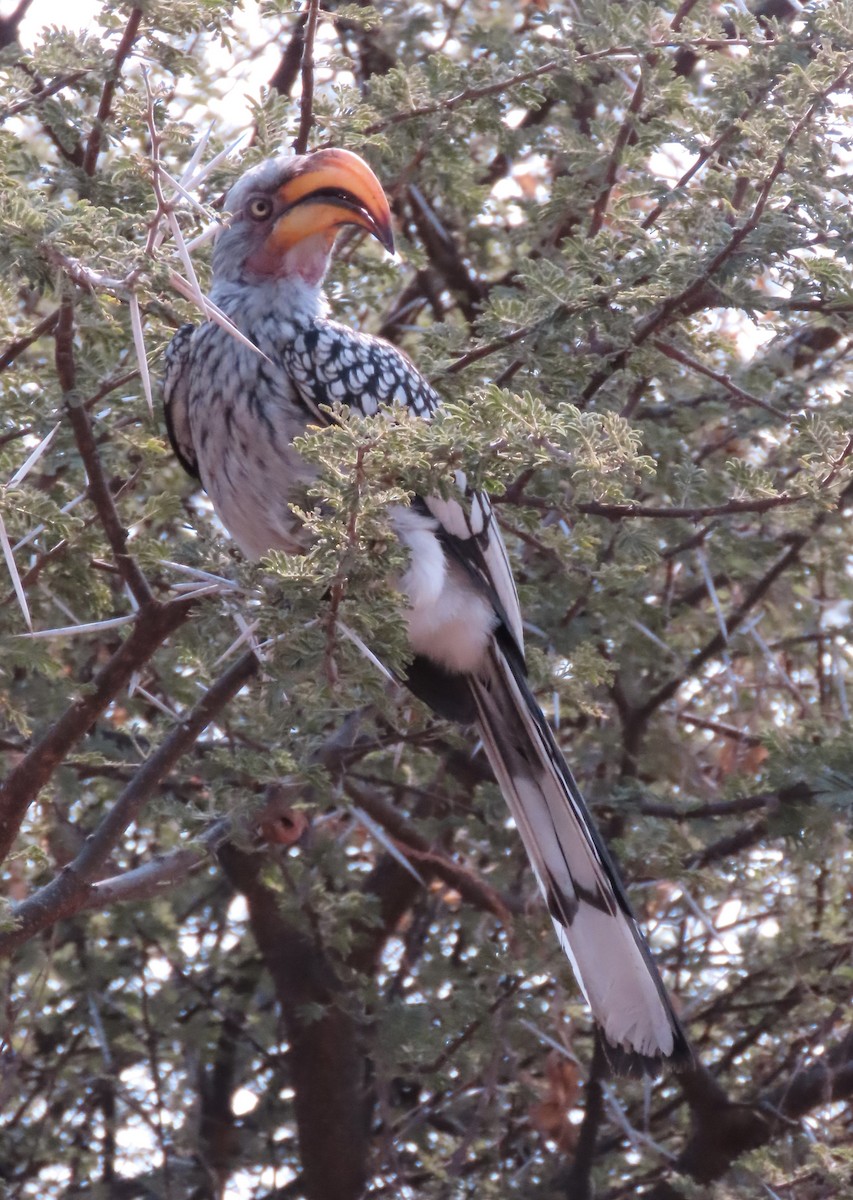 Southern Yellow-billed Hornbill - ML622047666