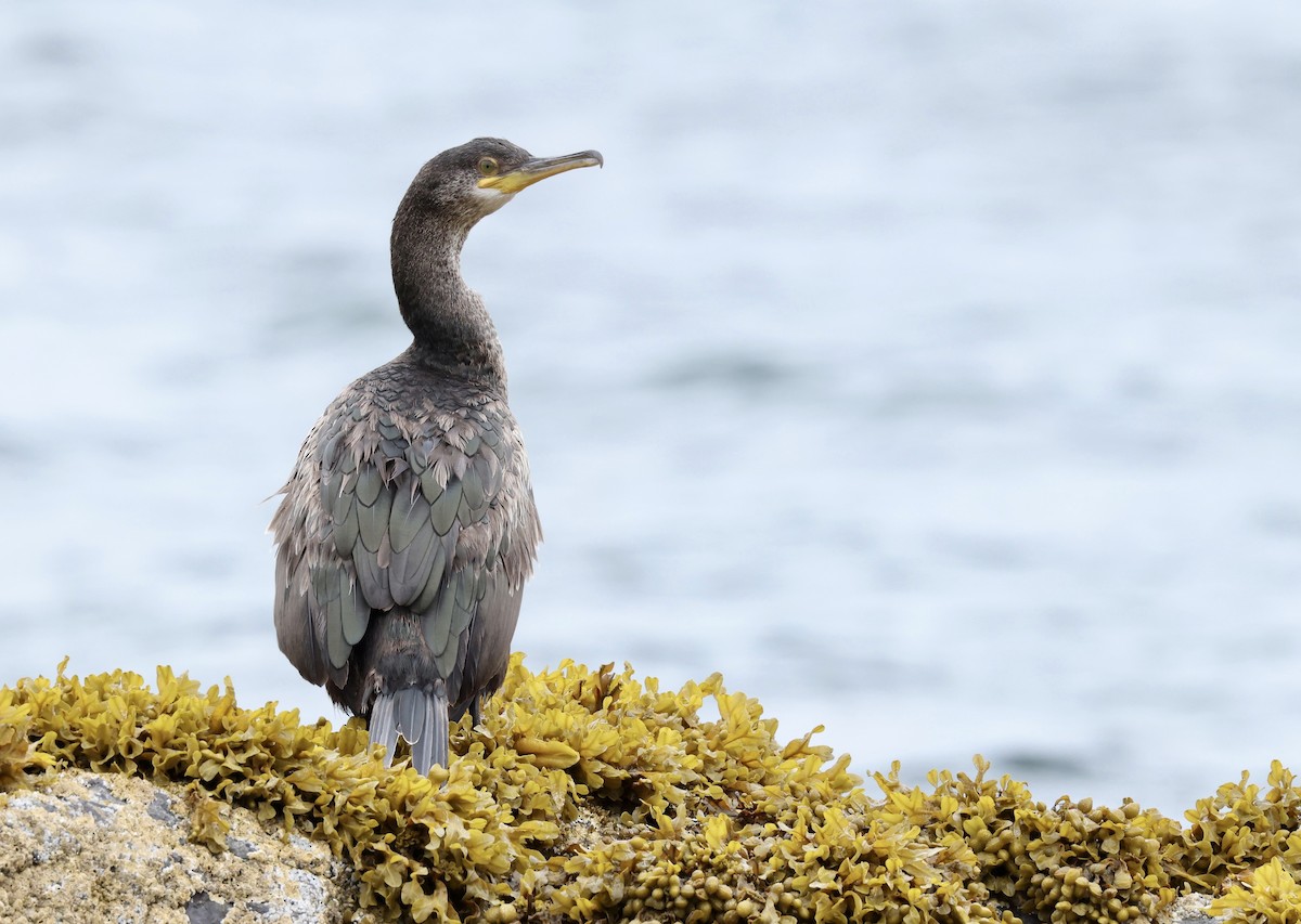 Cormorán Moñudo - ML622047667