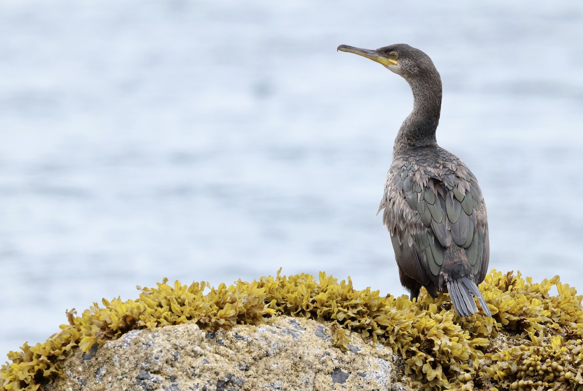 Cormorán Moñudo - ML622047668