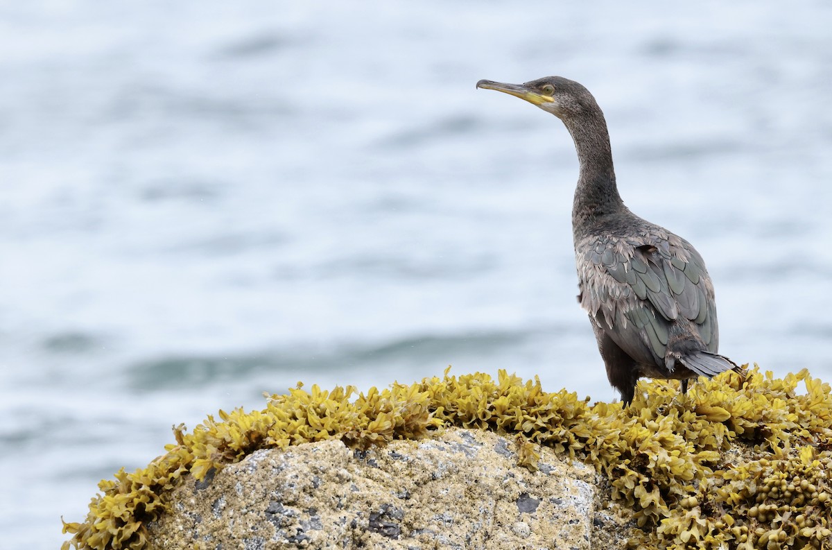 Cormorán Moñudo - ML622047669