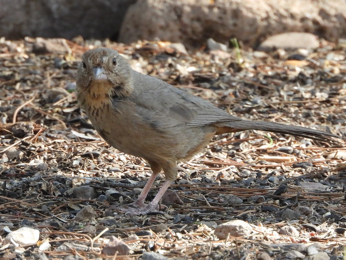 Canyon Towhee - ML622047670