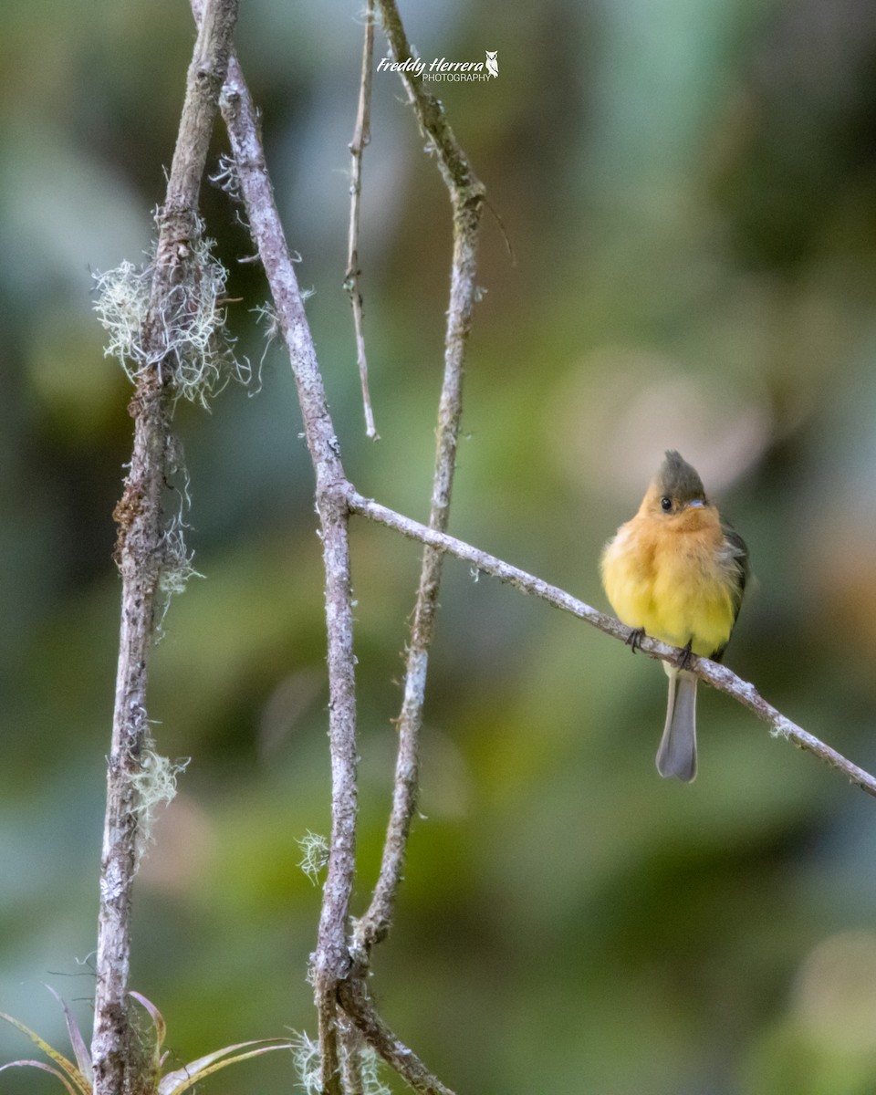 Tufted Flycatcher - ML622047671