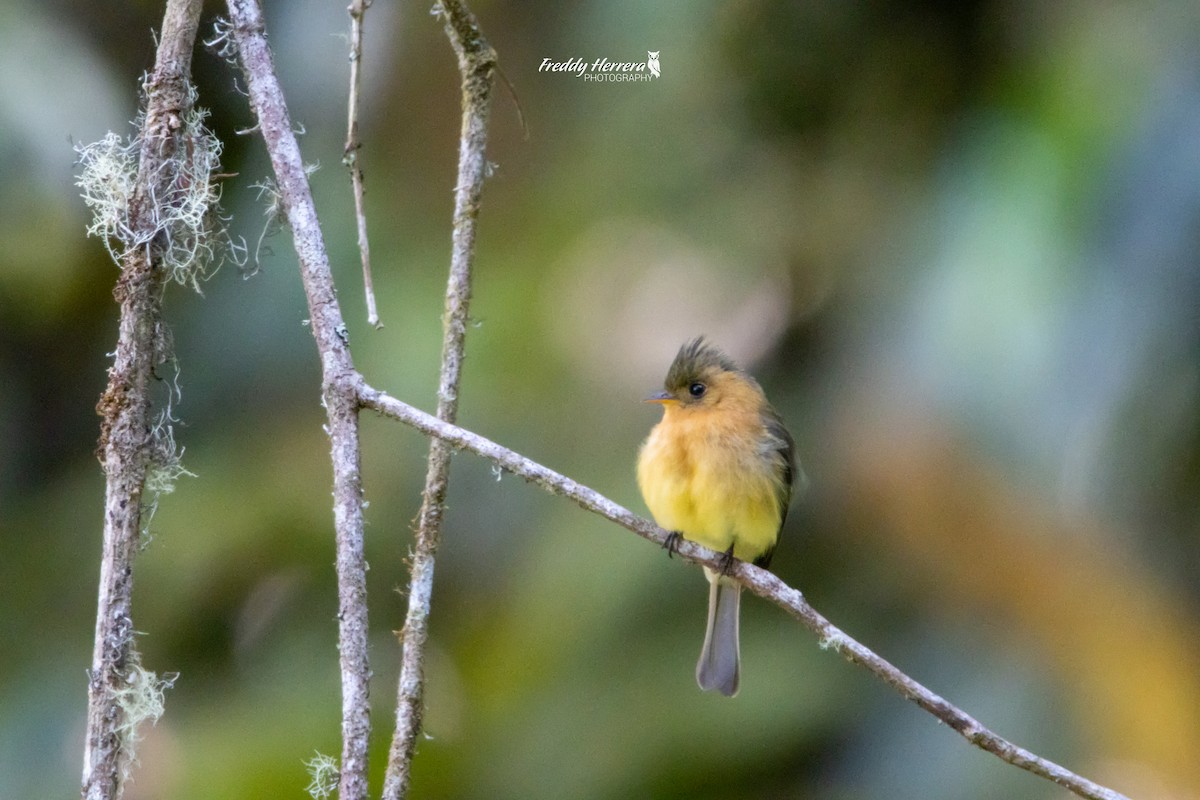 Tufted Flycatcher - ML622047672