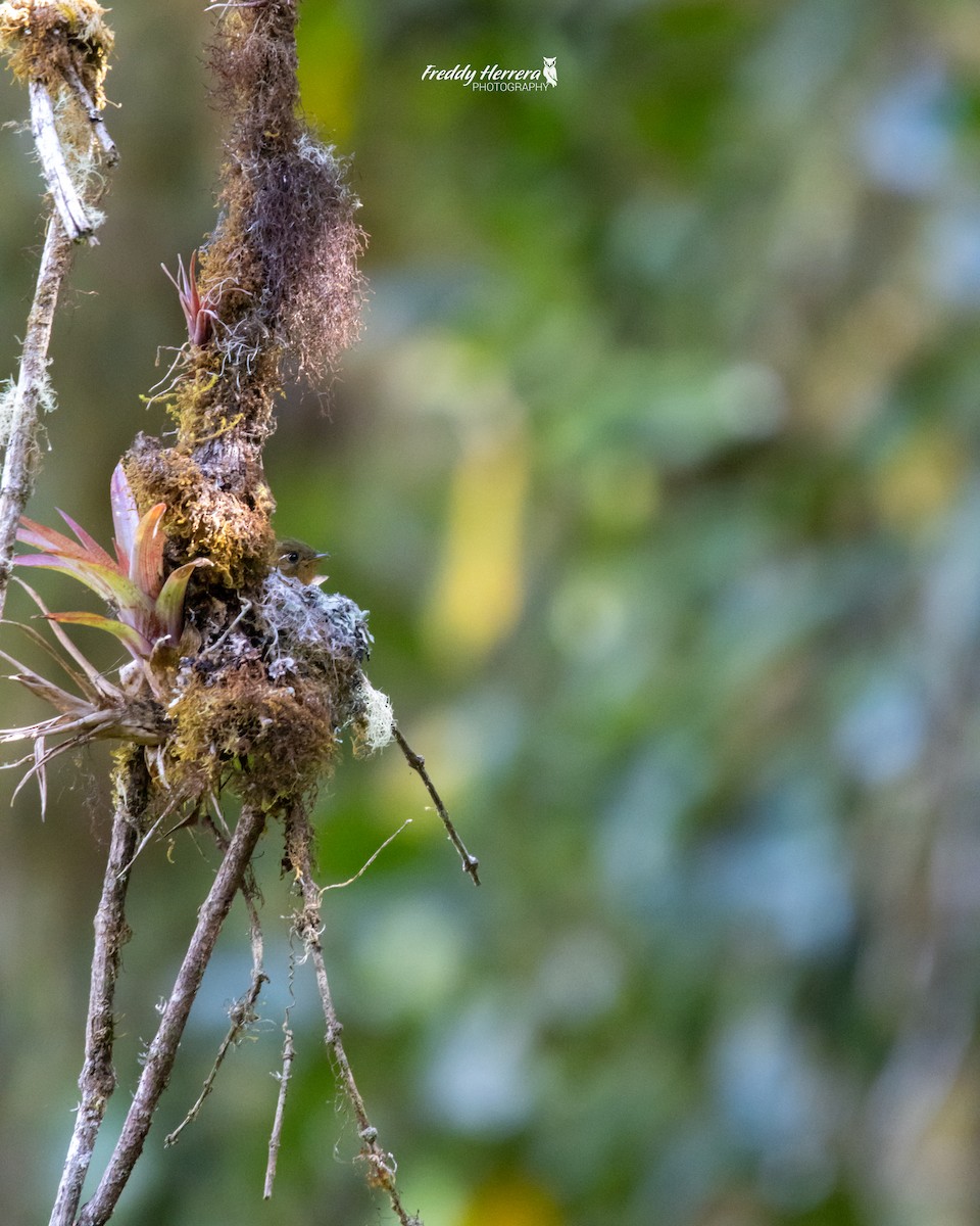 Tufted Flycatcher - ML622047673