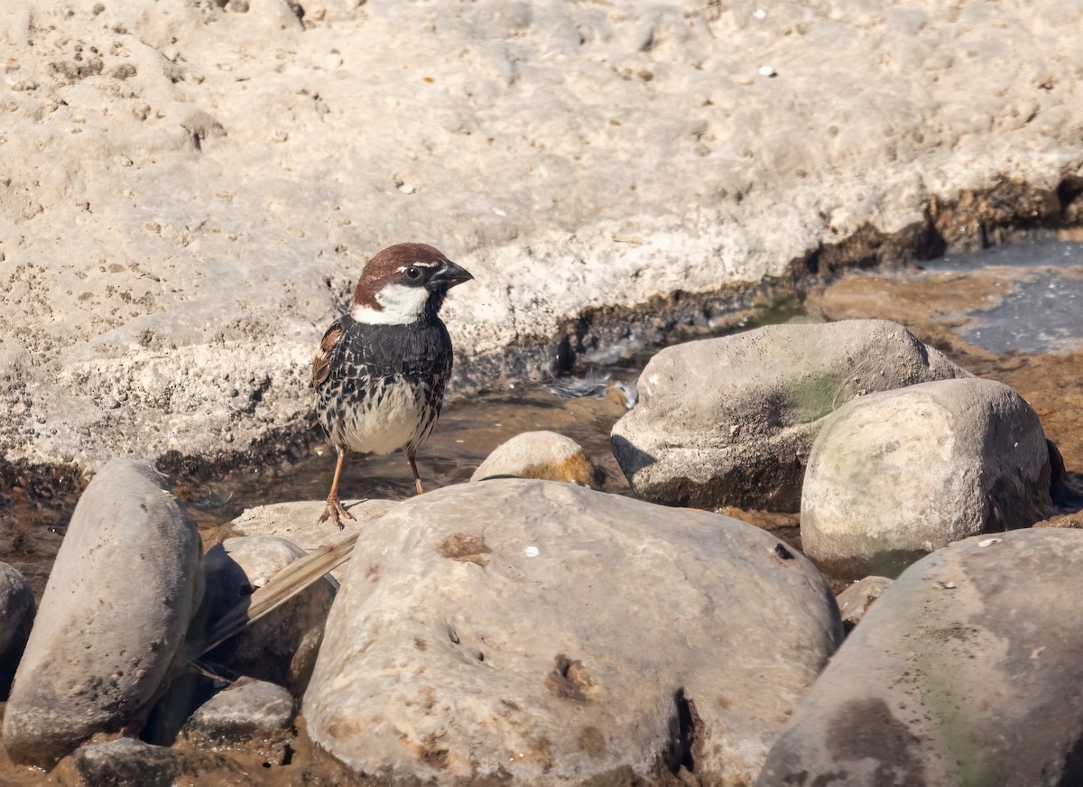 Spanish Sparrow - ML622047675