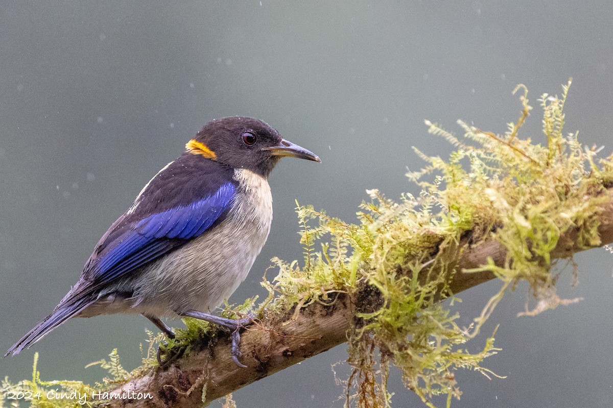 Golden-collared Honeycreeper - ML622047677