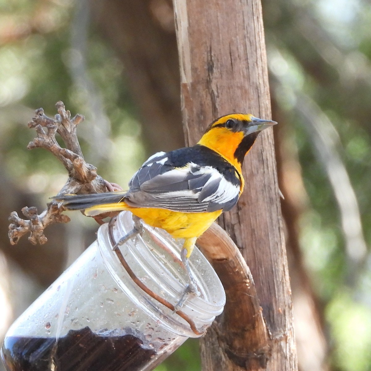 Bullock's Oriole - ML622047678