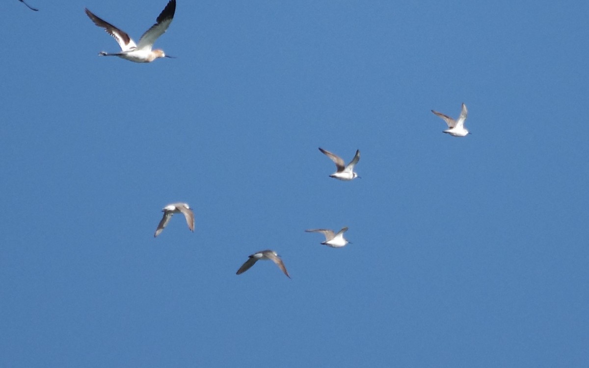 Wilson's Phalarope - ML622047679