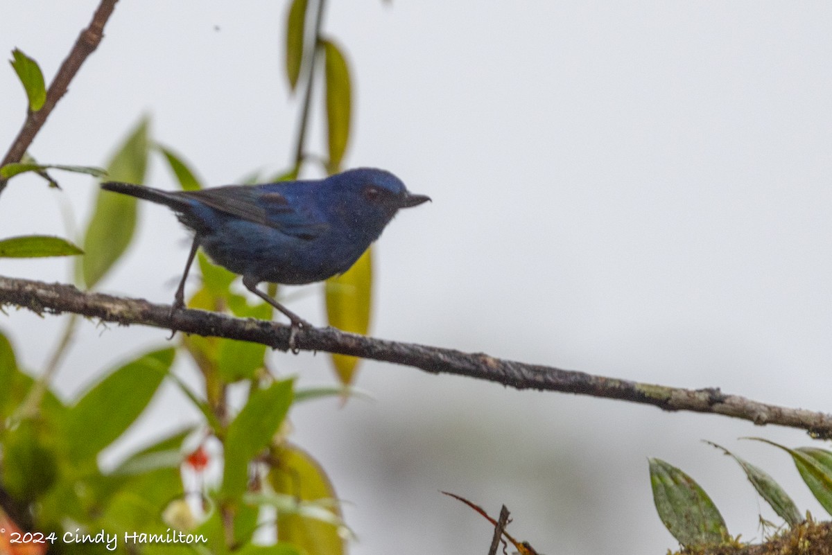 Indigo Flowerpiercer - ML622047680