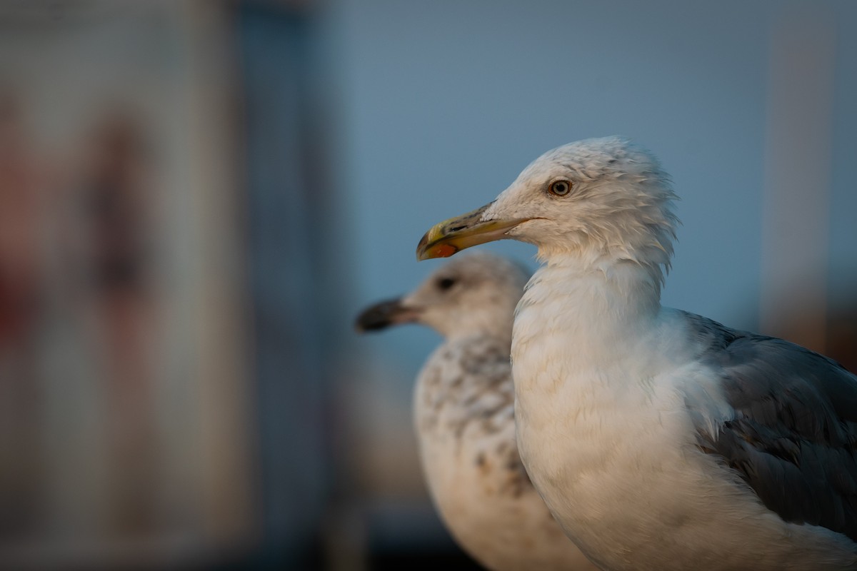 Yellow-legged Gull - ML622047681