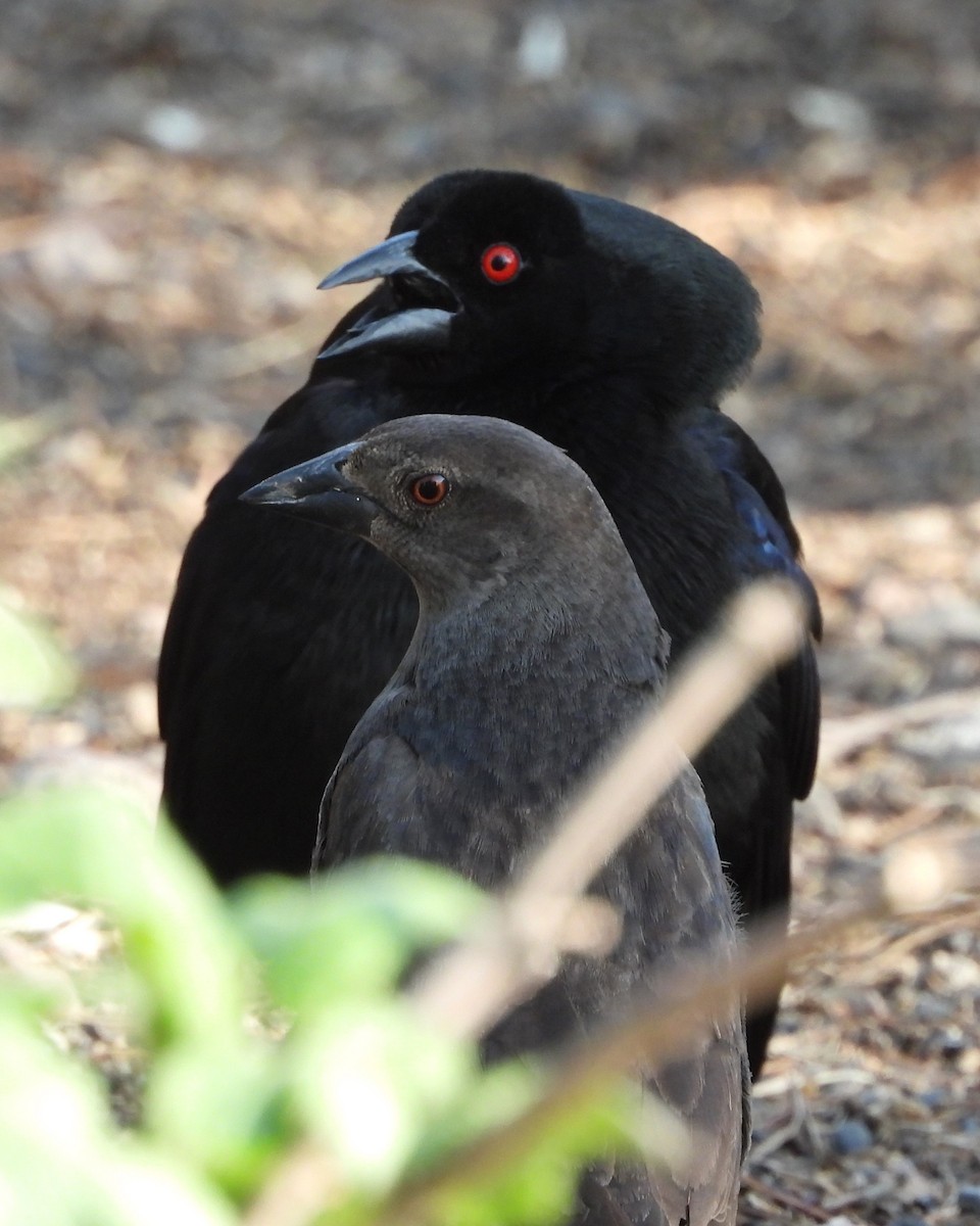 Bronzed Cowbird - ML622047682