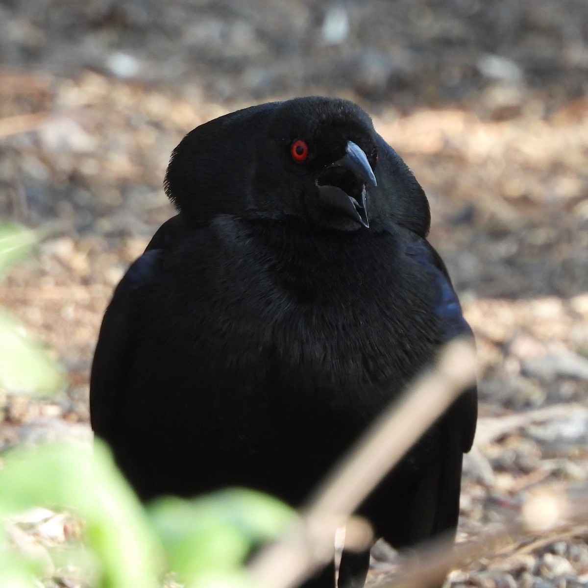 Bronzed Cowbird - ML622047683