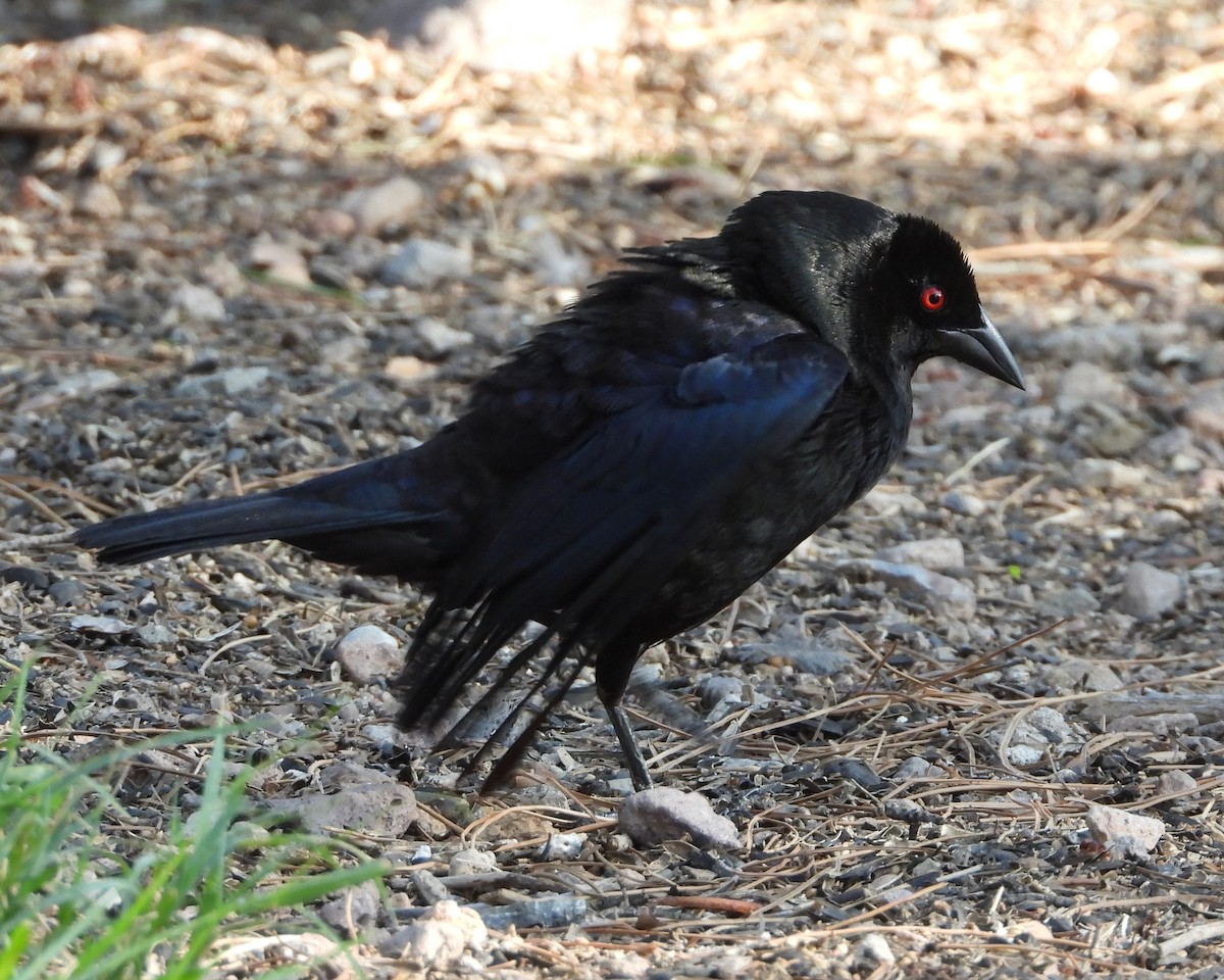 Bronzed Cowbird - ML622047684