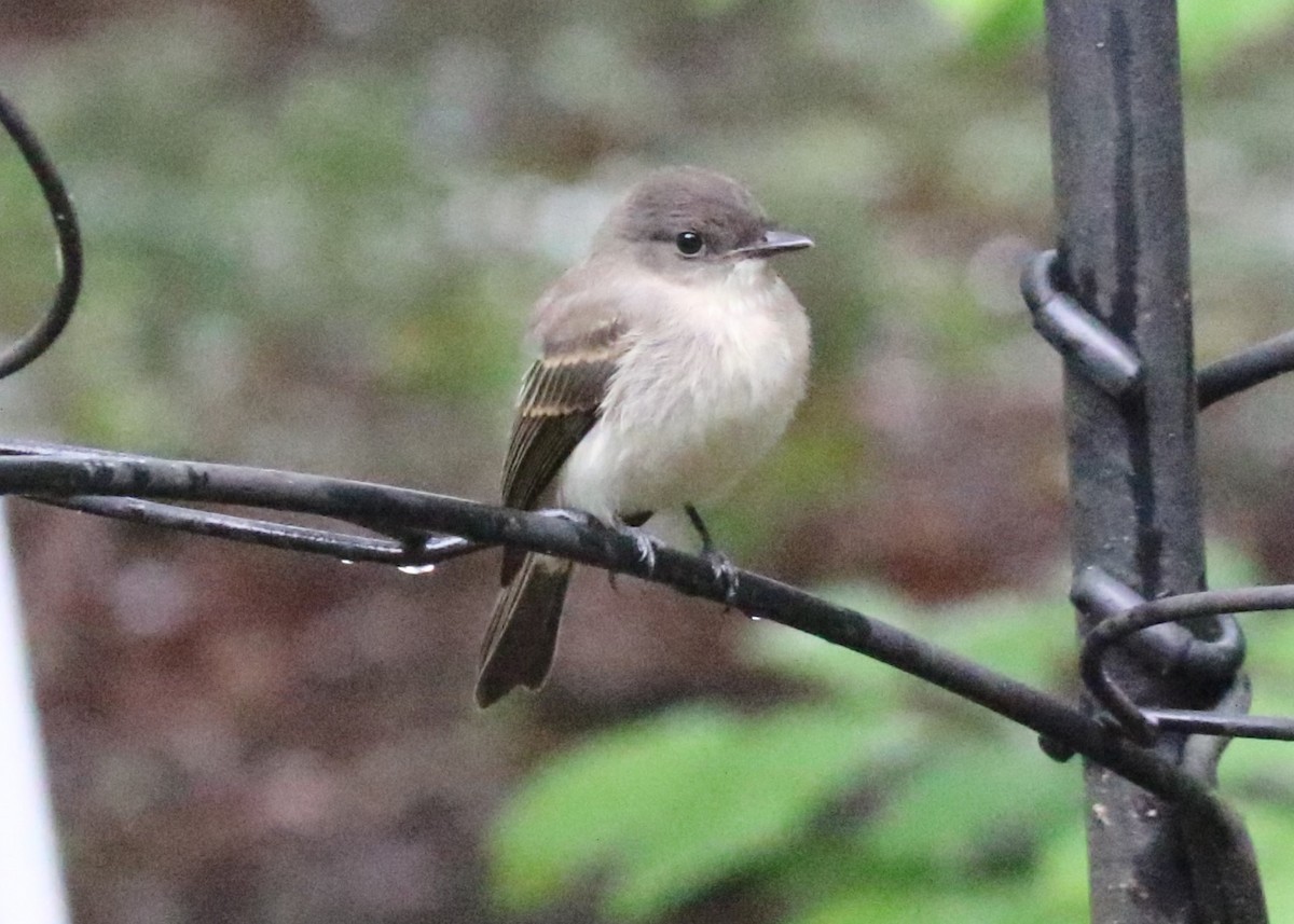 Eastern Phoebe - ML622047693